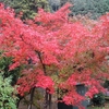 紅葉２０２３　長岳寺