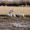 今年は白鳥をたくさん撮れなかった（前編）