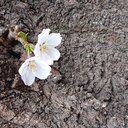MSB-blooming　＜人生を全力で楽しむ！ためのブログ＞
