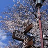 飛騨の景色　【高山市内の桜】