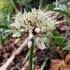 ギョウジャニンニクの発芽率