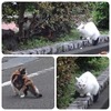 土曜日の朝の散歩で会った猫