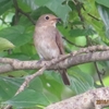 オオルリのメス？？（チゴハヤブサ２）
