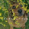 臭いの香り方の違いについて