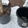 アルテシマの植え替えで鉢サイズアップ
