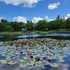 水の妖精・スイレン・・・みちのく湖畔公園