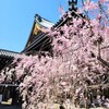 【京都】『佛光寺』に行ってきました。京都観光 京都桜 そうだ京都行こう