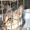 島猫TNR＝石垣島のノラ猫の不妊手術。　327匹目、328匹目。
