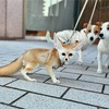 もちが出てきた