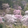 ■□花言葉は『精神の美』◇■