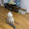 ネコさん　テレビ鑑賞