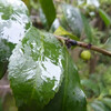 ヨガ：　朝の雨