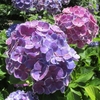 あじさいの花は 嫌いです（相模原北公園2026）