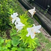 献血成就せずの三連休