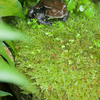 アズマヒキガエル Bufo japonicus formosus