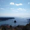 寝姿山自然公園で、ミモザの名称がギンヨウアカシアであることを知った（静岡県下田市）