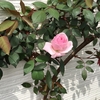 【手入れ簡単】我が家の庭にバラが咲き始めました