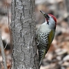 里山の野鳥たち
