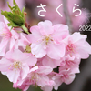 【写真】桜 2022