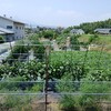 実家の畑で農作業でした