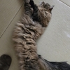 「猫付き」の猫（ チョラリの脱走）😸