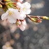 五分咲きのソメイヨシノ