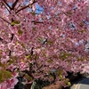 早咲き三月桜の様子を見に行く＠さくら百華の道【座間】