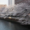 東京の桜