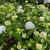 【満開の紫陽花と薔薇】神代植物公園は1日遊べる癒しスポット