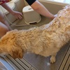 お家でシャンプー✨愛犬 ム～を綺麗に💓ラブラドール 大型犬⭐︎皮膚炎予防