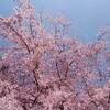 東寺 紅葉ライトアップ ２０２２年 いつまで？