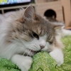 猫の電動おもちゃおすすめ比較｜猫5匹で試して本当に遊んだもの・飽きたもの