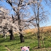ポケモンGOでお花見！