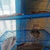 カラッと気持ちよく晴れた日は、魚を干すよね