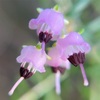 エリカの花と薬膳料理