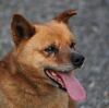 廃犬だそうです・・・。
