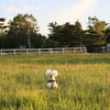 あかりの山散歩