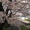 瑞ヶ池公園の桜。その４。