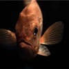 深海魚を見つめて。