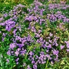 薄紫の花の群れ〈1116〉