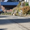 小菅神社：ネコと神社とおばあちゃん