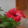  ハイビスカスの花