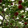 リンゴ農園のはしごを庄原市で楽しんできました！！！（岩本りんご園、山上観光りんご園）