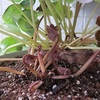 ４日に植え替えたシクラメンの様子