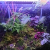 ３０cmキューブ水槽でテラリウムを１から作ってみた　苔やシダの使い方を徹底伝授！