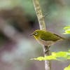 気温上昇とともに水場に集まる野鳥たち....＂クロツグミ＂＂キビタキ＂や＂様々な幼鳥たち＂　　野鳥撮影《第425回》