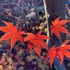【2023年】埼玉県安行「小林もみじ園」さんで紅葉狩り