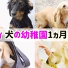 マイティ犬の幼稚園1ヶ月の成長