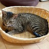 飼い猫と赤ちゃんの共存。うまく同居するコツはある！