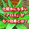 化粧水にも多い「アロエ」がもつ効果とは？アロエに期待できる効果や効能をご紹介！